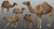 Medhue Camel