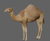 Medhue Camel