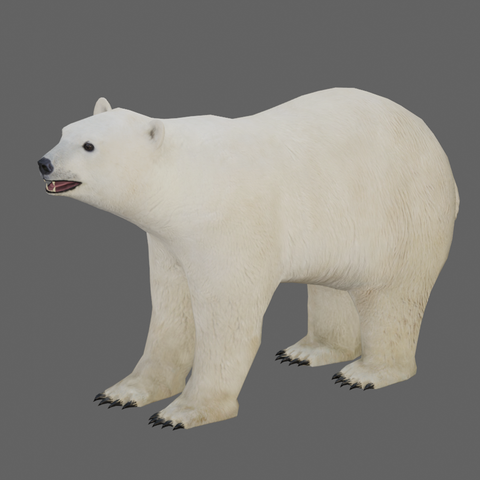 Medhue Polar Bear