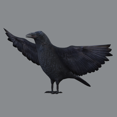 Medhue Raven